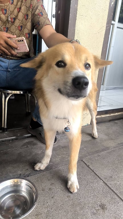 ตามหาเจ้าของหมา 