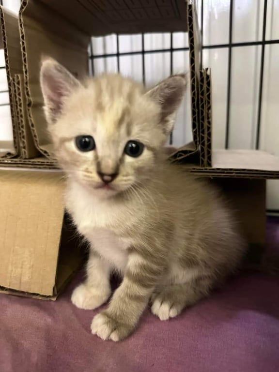 ตามหาเจ้าของแมว เกิดจากแม่แมวหลงทางมา. (แม่แมวสะอาด. เชื่อง.มีปลอกคอ คงมีเจ้าของมาก่อน )  ผู้ช่วยดูแลให้ลูกแมวอยู่นั้น. ไม่มีเวลาและคนช่วยเหลือในครอบครัว. จึงขอหาบ้านให้ลูกแมว