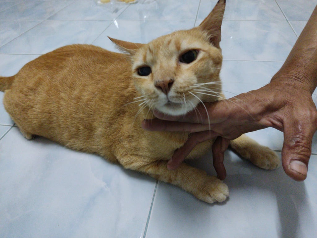 ตามหาเจ้าของแมว น้องกระโดดลงมาจากรถกะบะตรงสี่แยกไฟโลตัสปทุมวิไล