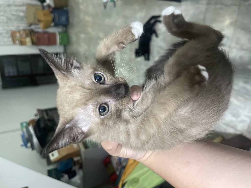 ตามหาเจ้าของแมว มีพื้นที่ให้น้องแมว