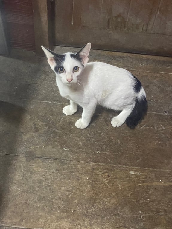 ตามหาเจ้าของแมว อายุประมาณ 3 เดือน น้องเข้ากระบะทรายเองได้ ทานอาหารเม็ดได้แล้ว น้องเป็นแมวที่วัดใกล้ๆบ้าน แอบเข้ามาคลอดอยู่หลังบ้านค่ะ