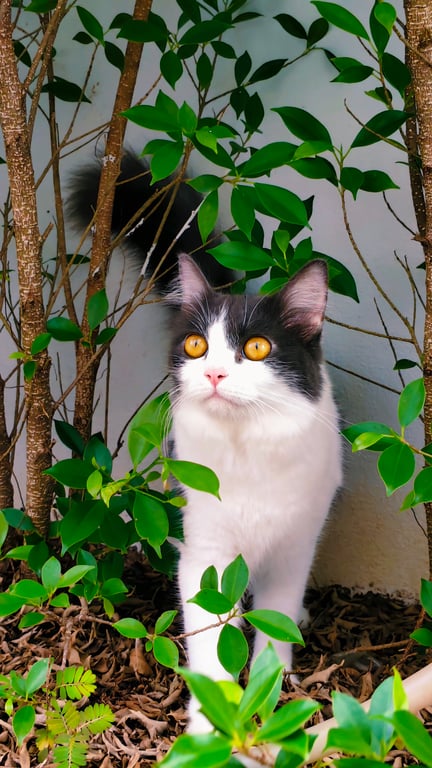 ถุงแป้ง