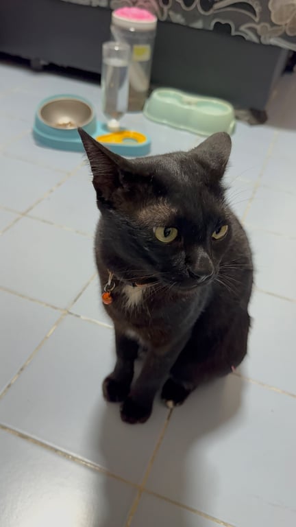ยัมมี่