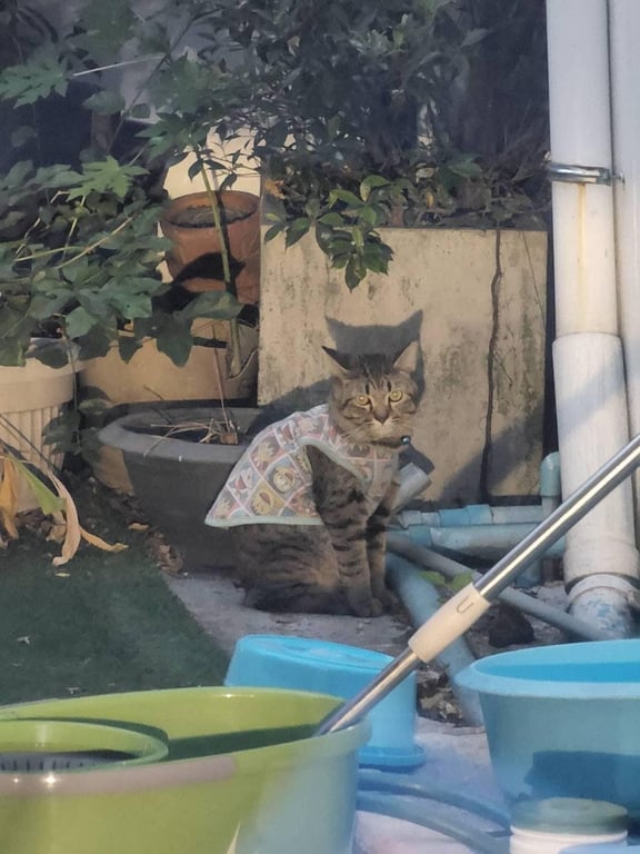 ตามหาเจ้าของแมว ใส่เสื้อลายโดเรม่อน