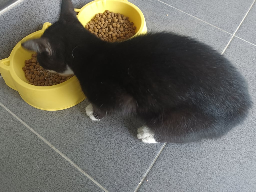 ตามหาเจ้าของแมว หาบ้านที่อบอุ่น หาคนใจดีอุปการะน้องค่ะ
แมวหลงมานั่งอยู่หน้าบ้าน ถามบริเวณบ้าน ไม่มีใครเปผ้นเจ้าของ แมวเพศเมีย อายุราวๆ2-3เดือน เรารับเลี้ยงน้องไว้ไม่ได้ เพราะที่บ้านมีแมวแล้ว4ตัว กลัวจะหนักเกินกำลังมากไป 065-4739582