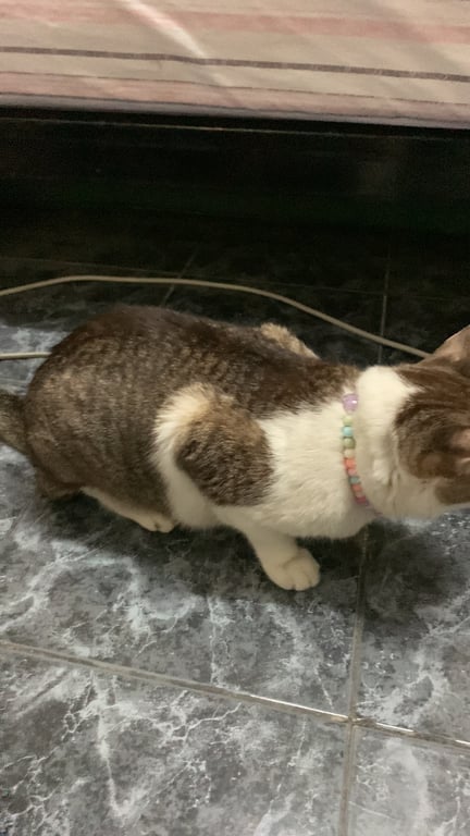 ตามหาเจ้าของแมว พบที่หลังตึก เคที อพาร์ทเมนต์ ซ.ประชาสงเคราะห์ 29 ดินแดง