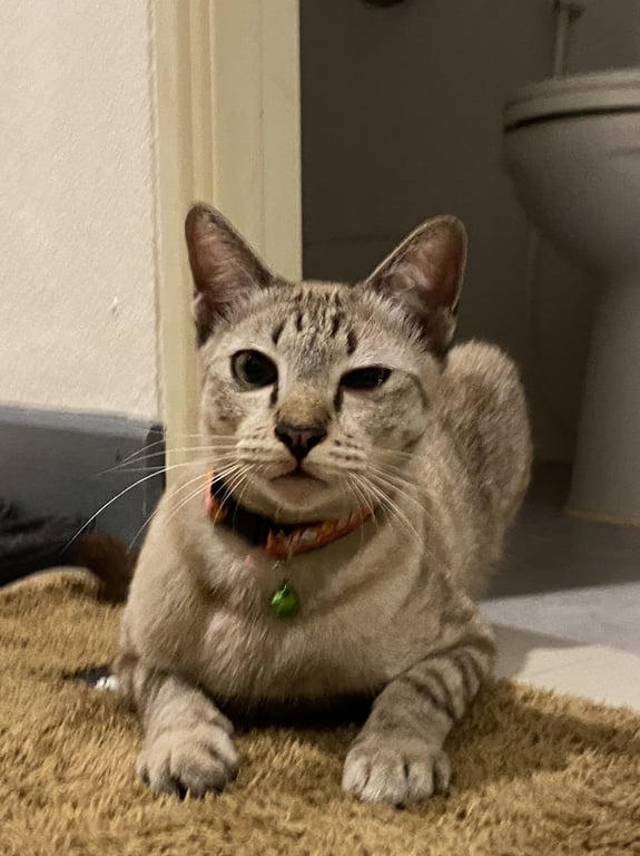 ตามหาเจ้าของแมว ลายสลิดสีน้ำตาลอ่อน เนื้อตัวสะอาดสะอ้าน ติดคนมาก ขี้อ้อน ยอมให้จับตลอดเวลา