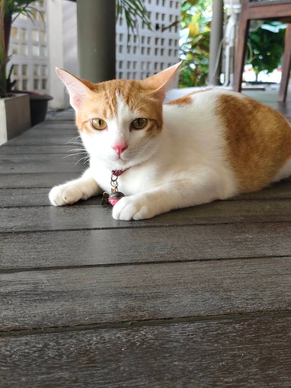 ไข่เจียว
