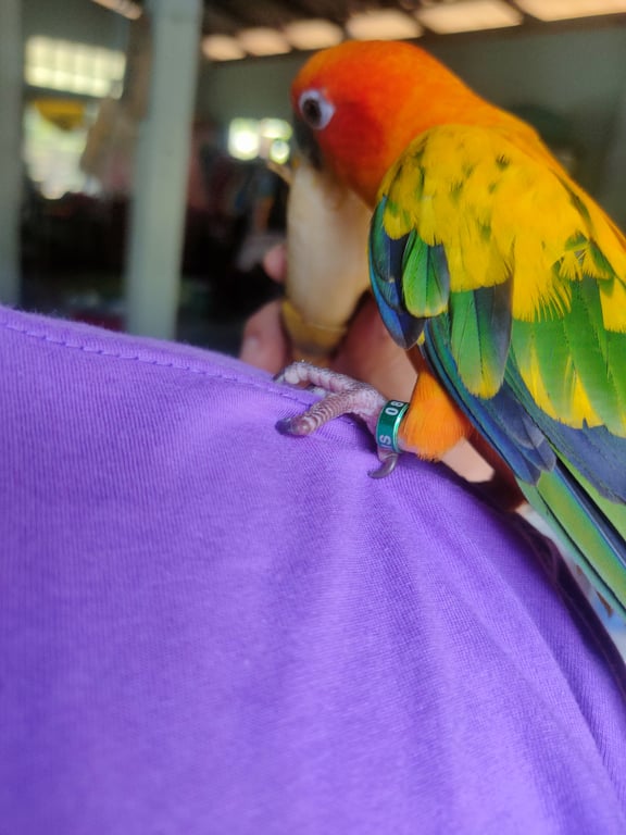 ตามหาเจ้าของนก เท้าซ้ายมีปลอก สีเขียว