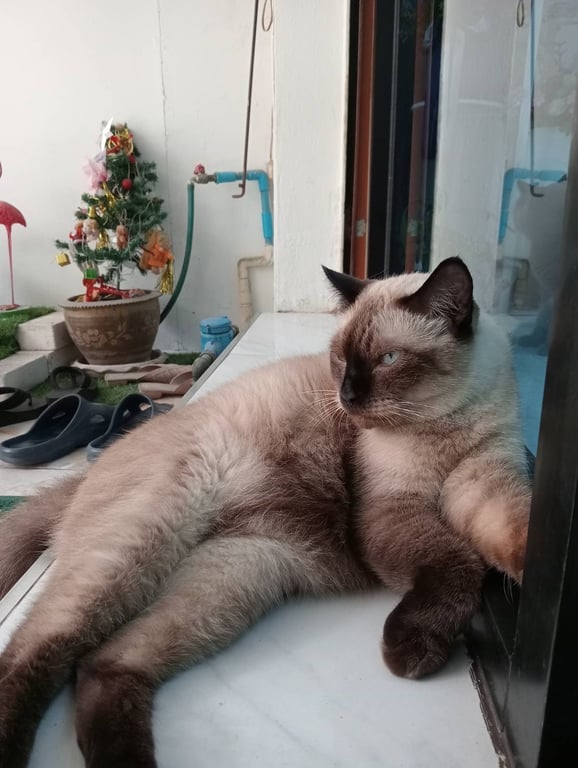 โทนี่