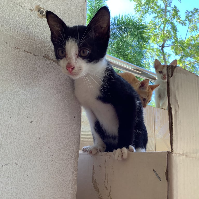 ตามหาเจ้าของแมว น้องเป็นลูกแมวจรอยู่โรงเรียนนาวิกโยธินบูรณะ นิสัยน่ารักขี้เล่น มีจำนวนมากที่ต้องการหาบ้าน(จากภาพแค่ส่วนหนึ่งเท่านั้น) สนใจน้องสามารถติดต่อ 0899345579 หรือมาดูน้องๆเองได้เลยค่ะ