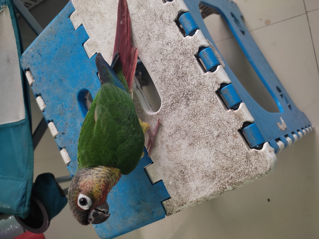 ตามหาเจ้าของนก 