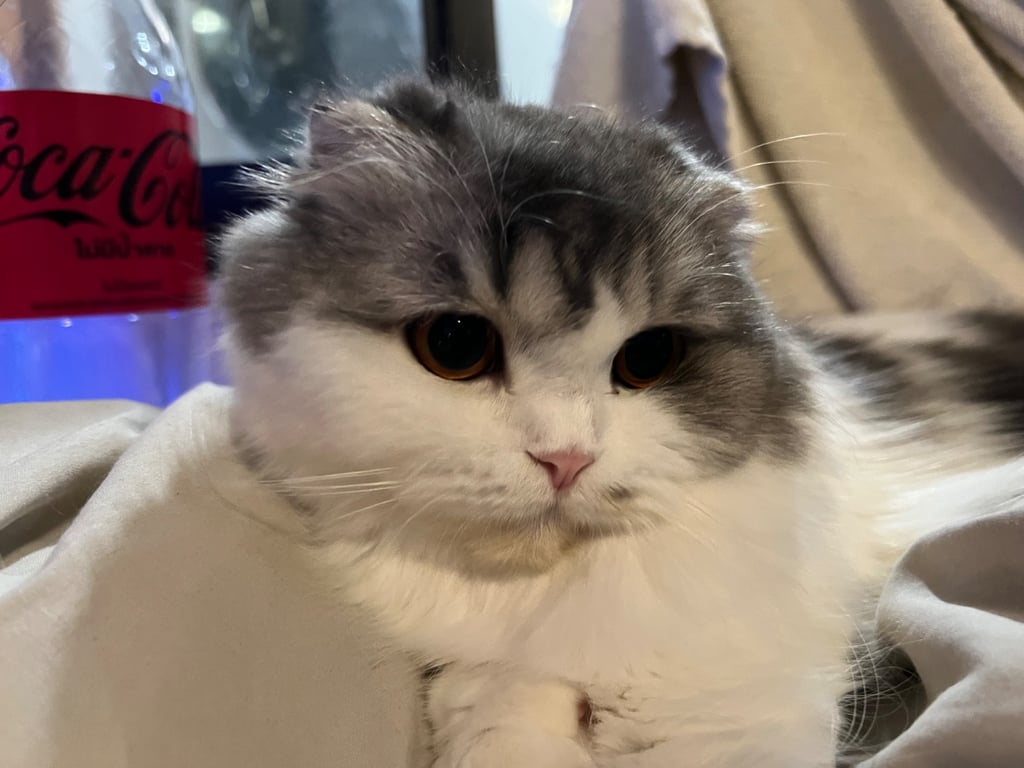 ซูชิ