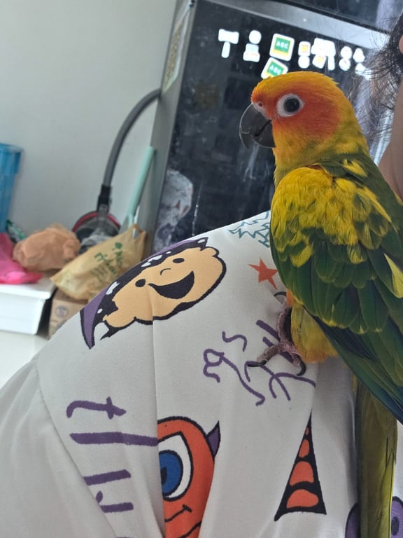 ปลาวาฬ