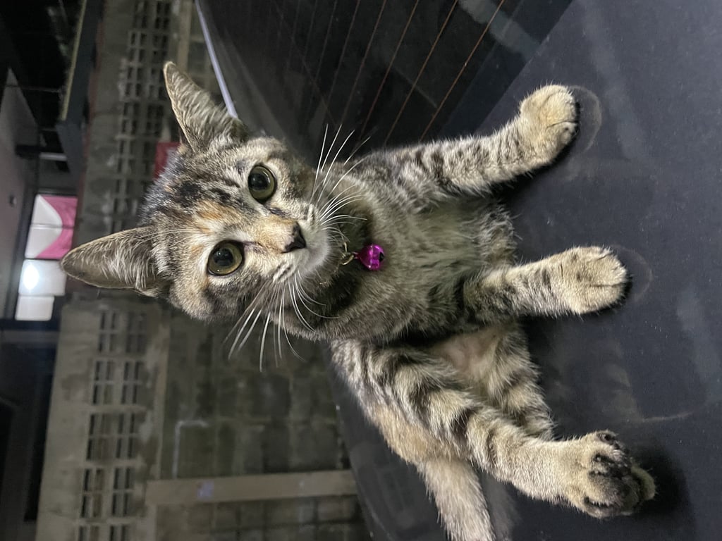 ตามหาเจ้าของแมว ลายสลิด ขน ฟู นุ่ม มีปลอกคอ กระดิ่งสีม่วง