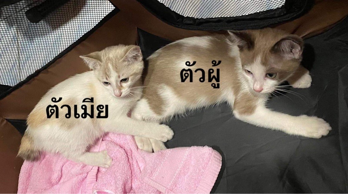 ตามหาเจ้าของแมว เพศผู้/เพศเมีย เราฉีดวัคซีนรวมให้น้อง 2 เข็มและพิษสุนัขบ้าแล้ว 1 เข็ม ขอหาคนเลี้ยงปิดนะคะ น้องดูค่อนข้างขี้ตกใจ

น้องเข้ากระบะทรายเป็น/ทานอาหารเม็ด/แข็งแรงดีค่ะ