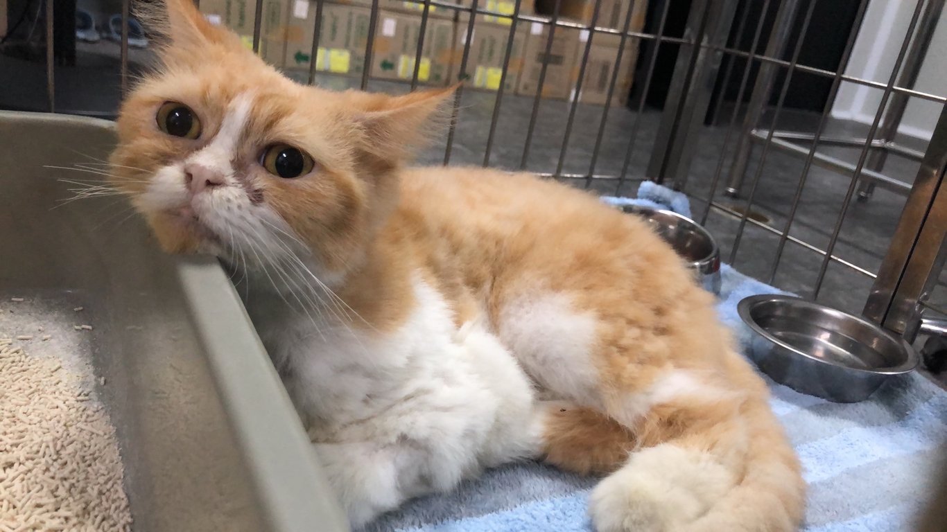 ตามหาเจ้าของแมว แมวเปอร์เซีย สีส้ม หลงเข้ามาในหมู่บ้านปิยวัฒน์(อ่างศิลา) จ.ชลบุรี น้องอายุประมาณ 5 ปี+ น้องเป็นผู้หญิงค่ะ

สภาพน้องดูโทรมและอ่อนแอมาก ไม่แน่ใจว่าหลงมานานเท่าไหร่แล้ว เบื้องต้นมีคนในหมู่บ้านพาไปรักษาที่รพส. เรียบร้อยแล้วค่ะ