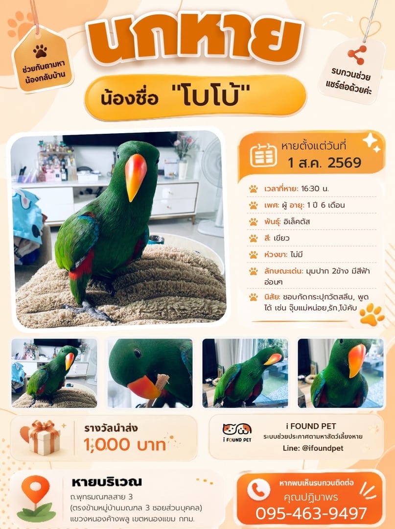 ตามหาน้องโบโบ้ อิเล็กตัสเพศผู้ พบเจอ 0954639497 ฟ้า