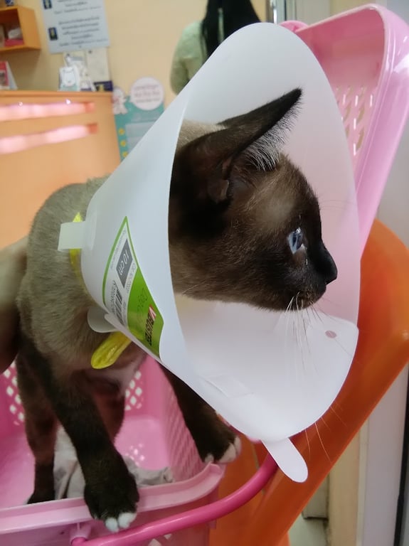 โรงพยาบาลสัตว์ชัยมงคล Animal Hospital