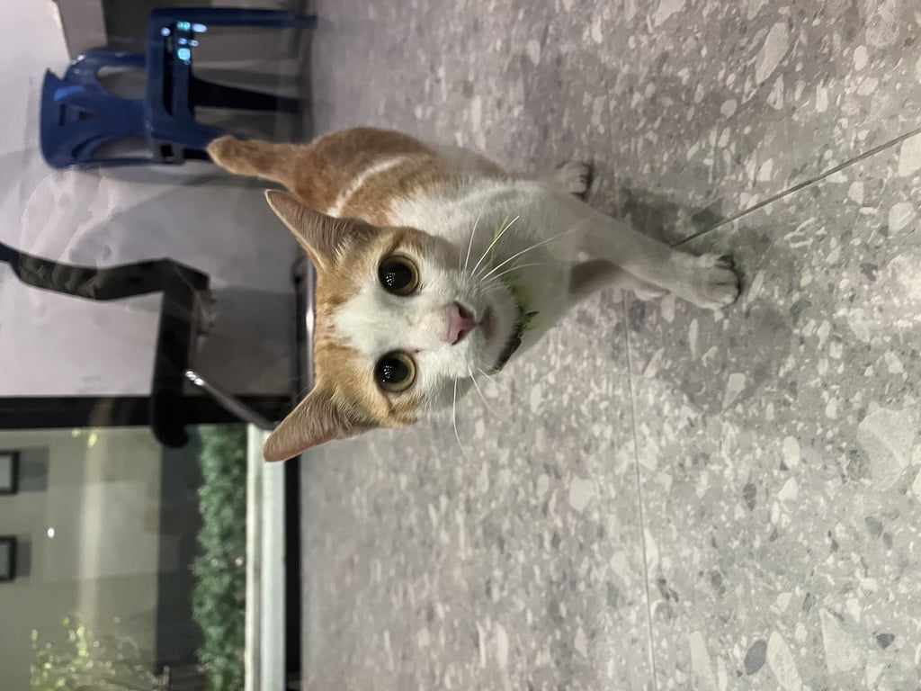 ตามหาเจ้าของแมว แมวสีขาวส้ม มีปลอกคอสีเขียว เพศเมีย