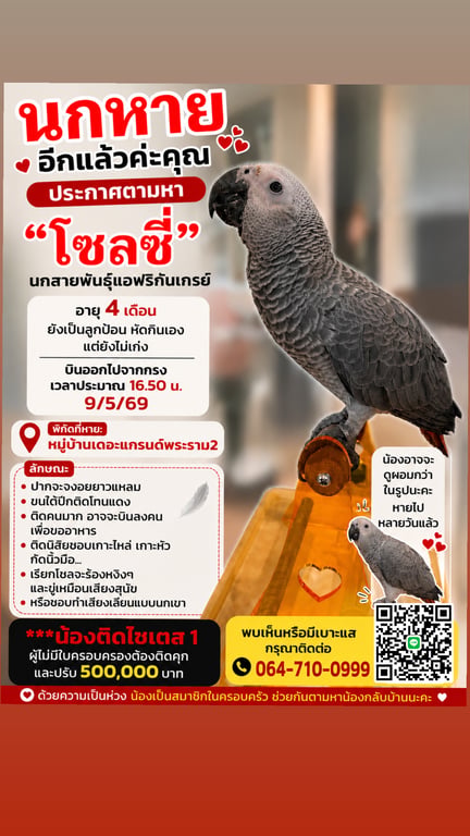 โซลซี่