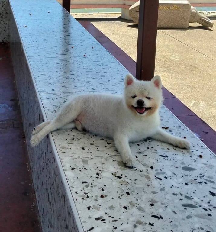 ซันปุย
