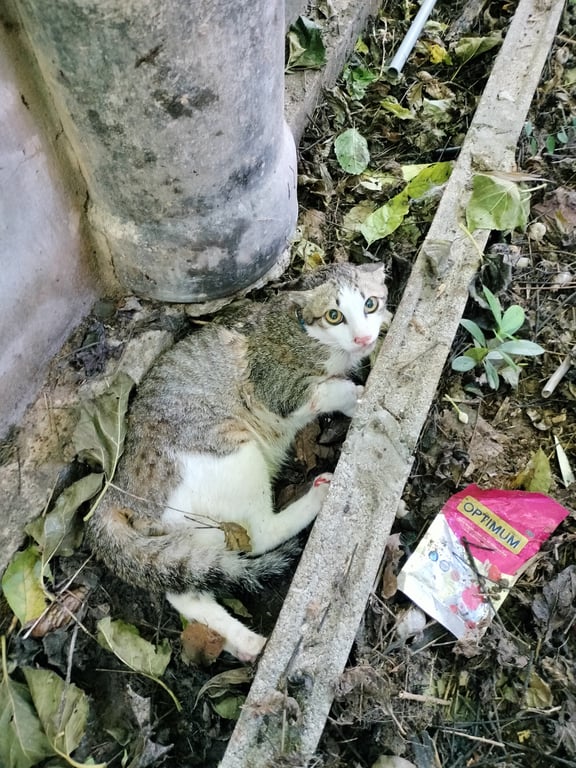 ตามหาเจ้าของแมว พิกัดหนองกุง คานารี่วิว2 
มีปอกคอน้องโดนหมากัด ขู่ไม่หยุด จับ ไม่ได้เลย
ติดต่อมารับด่วนนะคะ  0875189203