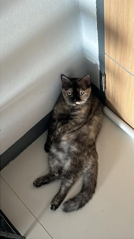 โกโก้