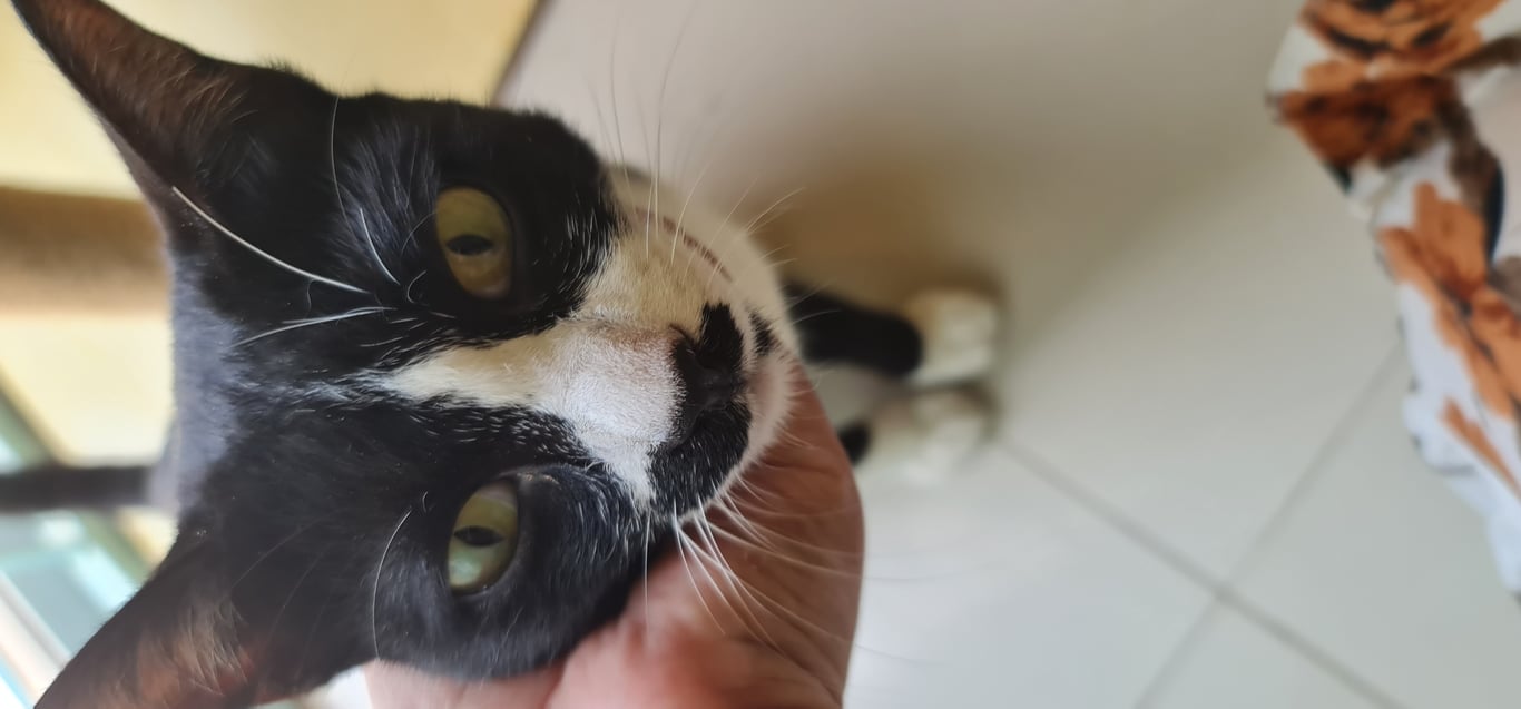 ตามหาเจ้าของแมว มีแต้มดำตรงจมูกเหมือนหนวด