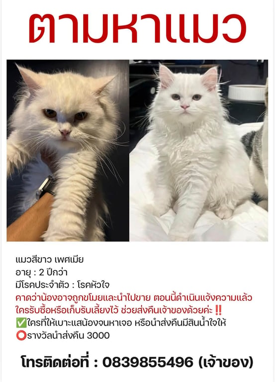 ชอร์ดี้
