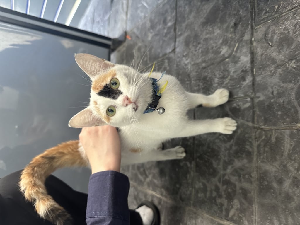 ตามหาเจ้าของแมว 