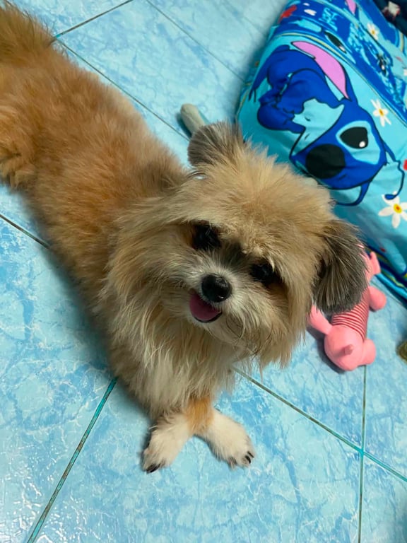 ตังๆ