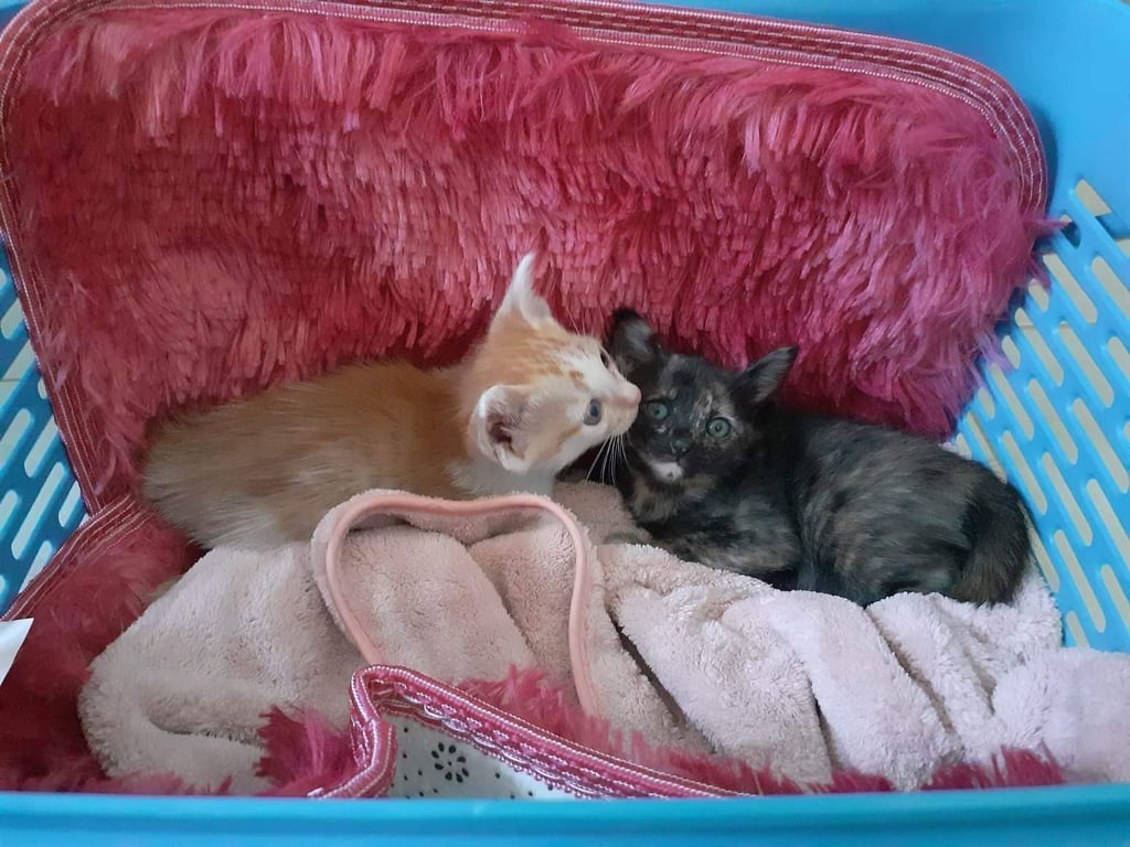 ตามหาเจ้าของแมว ขออนุญาติหาบ้าน น้องโดนเอามาทิ้งหน้าบ้านเพื่อนค่ะ เค้ามีแมวเยอะมากรับภาระไม่ไหว