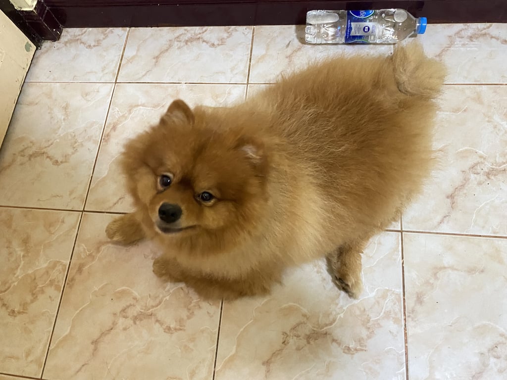 ตามหาเจ้าของหมา ชื่อ เด็กดี น้องตัวอ้วนขนแน่น มีรางวัลให้