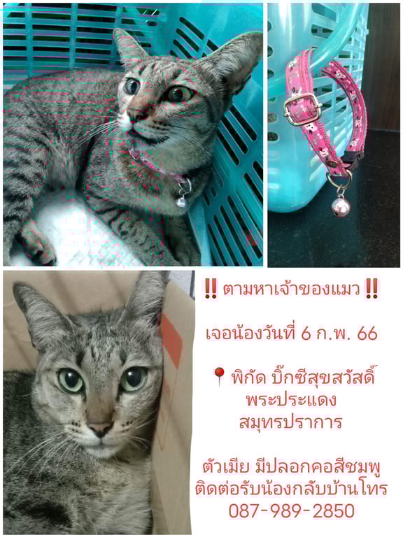ตามหาเจ้าของแมว แมวลายสลิด ตัวเมีย ตาสีเขียว ปลอกคอสีชมพู