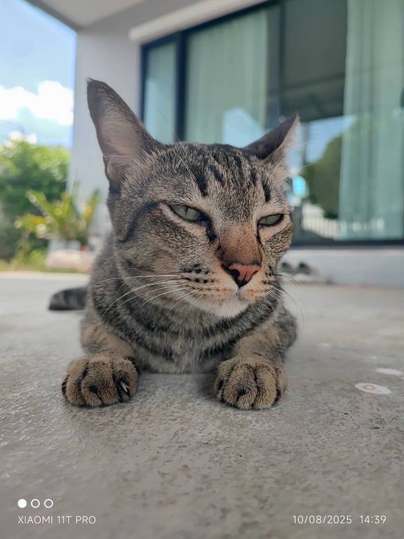 ตามหาเจ้าของแมว ปลายหางกุด มีสันหลังสีดำ