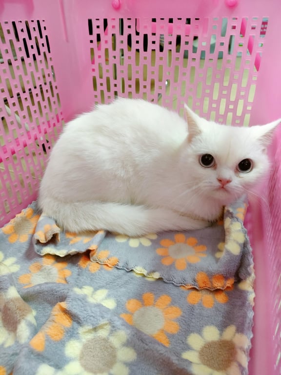 ตามหาเจ้าของแมว เปอร์เซียผสม สีขาวล้วน