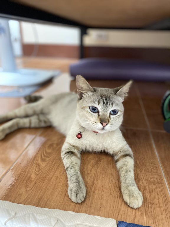 ตามหาเจ้าของแมว 