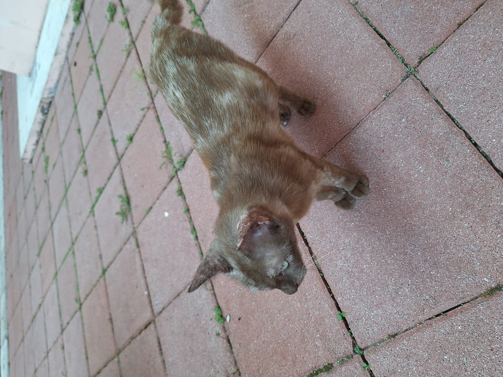 ตามหาเจ้าของแมว แมวหลง มาประมาณ 2 เดือน เพศเมีย ค่ดว่ากำลึงท้อง