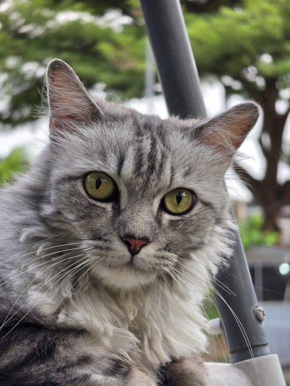ลาเต้