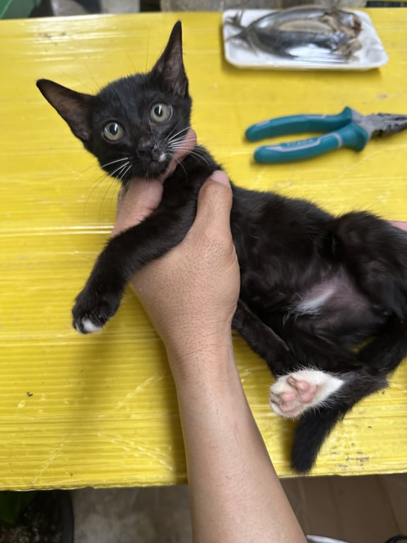 ตามหาเจ้าของแมว แม่น้องมาคลอดในโรงงานแถวบางน้ำเปรี้ยว ฉะเชิงเทรา ขอคนสะดวกเลี้ยง น้องน่าจะ 2 เดือน มี 4 ตัว
ติดต่อคุณต่อ 0899263801