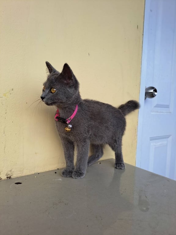 ตามหาเจ้าของแมว แมวสีเทา ตัวเมีย