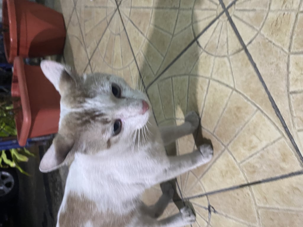 ตามหาเจ้าของแมว ร้องเสียงดังเวลาหิว ตาสีขาว มีลายหัวใจใหญ่ๆตรงท้อง