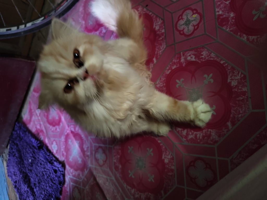 ตามหาเจ้าของแมว ลูกแมวเปอร์เซีย