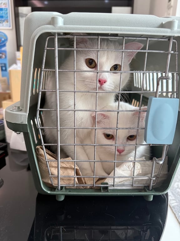Zocial pet hospital | โรงพยาบาลสัตว์โซเชียล
