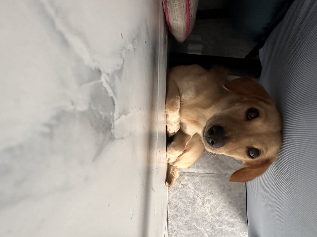 ตามหาเจ้าของหมา หมาแม่ลูกอ่อนสีน้ำตาลอ่อนหลังอานคล้ายๆสุนัขพันธุ์ดัชชุนหลังยาวขาสั้นกำลังจะโดนรถชนอยู่ตรงวัดแก้วไม่แน่ใจว่าหลุดมาหรือเค้าเอามาปล่อยค่ะ เจอน้องตั้งแต่ใันที่12ฝากไว้ที่รพสัตว์ประกาศหาเจ้าของตามเพจต่างๆติดป้ายประกาศบริเวณนั้นแล้วก็ไม่มีใครติดต่อมาจนจะ2อาทิตย์แล้วค่ะ