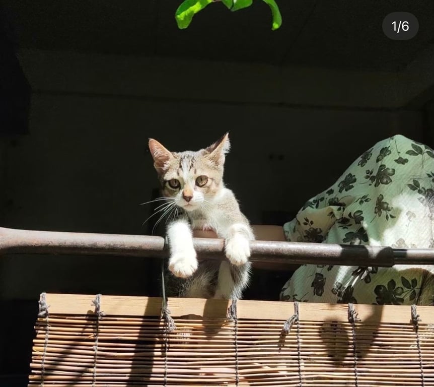 คุริ