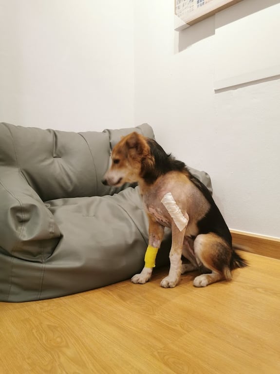 โรงพยาบาลสัตว์ภัคณา Pakana animal hospital 對待動物