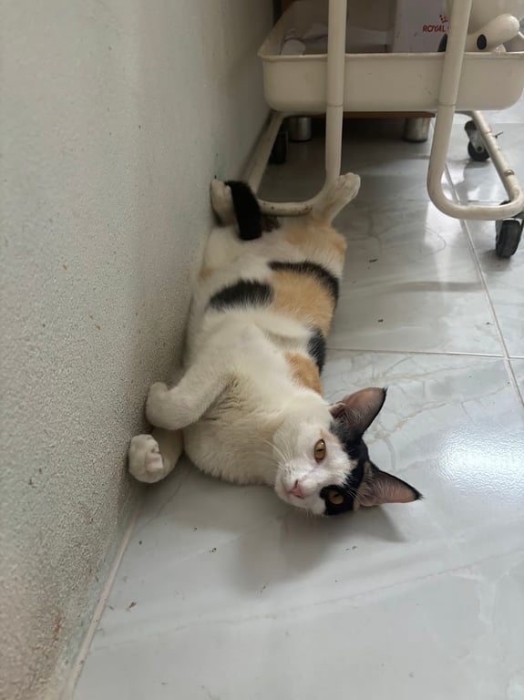 มาโนชญ์สัตวแพทย์ Veterinarian Clinic
