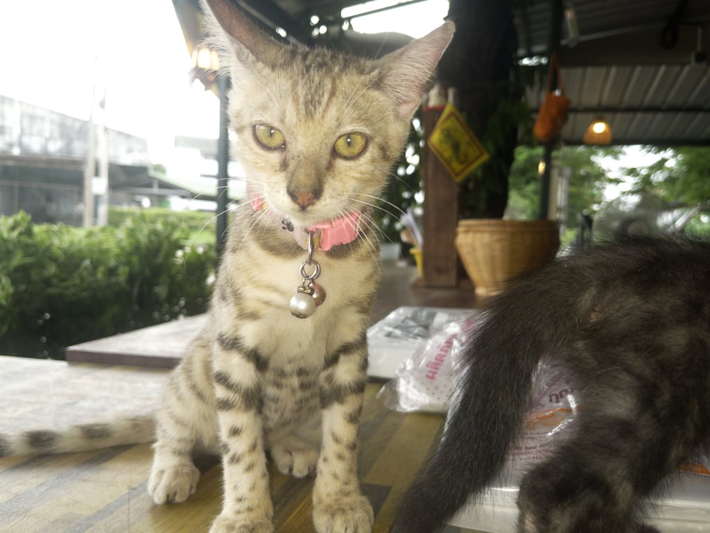 ส้มส้ม